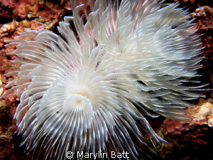 Tube worm fully open. by Marylin Batt 